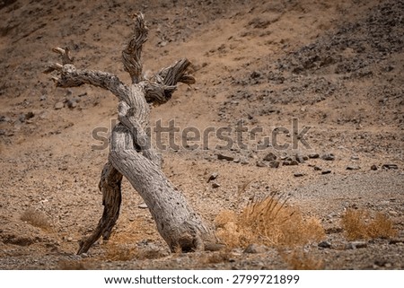 Desert Diva in the desert of Egypt