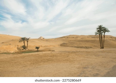 desert dry empty background natural with palm Egypt landscape