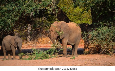 Desert Elephants Are Not A Distinct Species Of Elephant But Are African Bush Elephants (Loxodonta Africana) That Have Made Their Homes In The Namib And Sahara Deserts