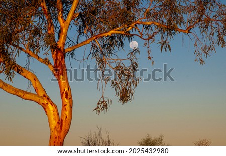 Desert eucalypt (gum tree) with full moon, outback central Australia.