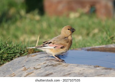 The Desert Finch (Rhodospiza Obsoleta)