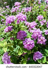 Desert flora