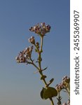 A desert flower blooms against a vibrant blue backdrop, its delicate petals dancing in the gentle sunlight, symbolizing resilience and beauty.