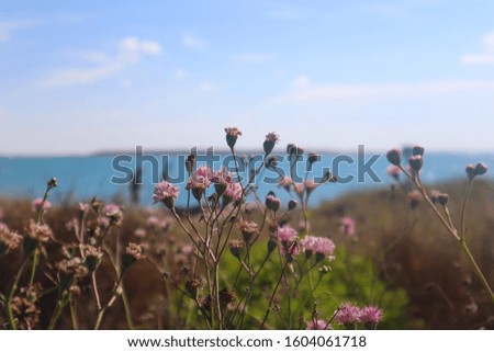 Similar – Hallig Gröde | blooming sea lilacs at the jetty