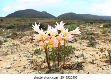 Desert Flower Añañucas Growing Showing Resilience In A Harsh Environment	