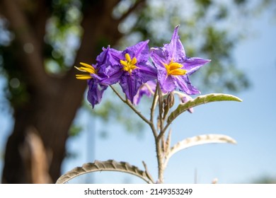Desert Flower Purple Petals Yellow Long Center Silverleaf Nightshade