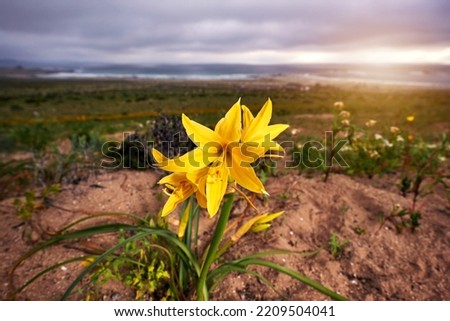 Similar – Image, Stock Photo Flowers in the desert