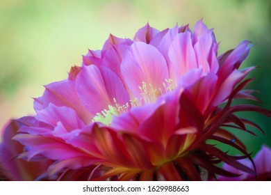 Desert Flowers In Spring, Tucson, AZ