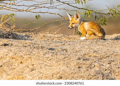 A Desert Fox sitting in Sun Light - Powered by Shutterstock