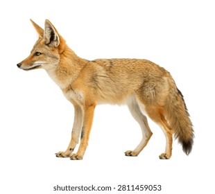 Desert Fox Desert Fox Standing Alert Sandy Fur Isolated On White Background