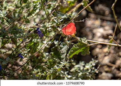 Desert Globe Mallow Flower 