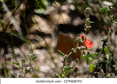 Desert Globe Mallow Flower 