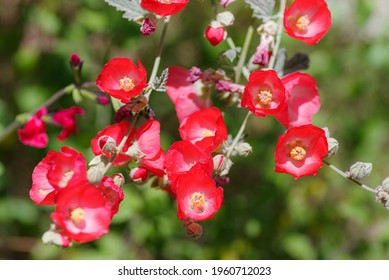 Desert Globe Mallow 