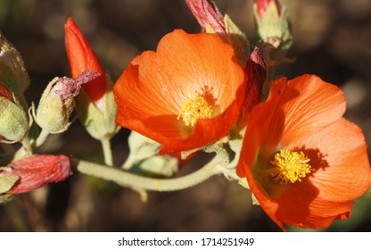 Desert Globemallow Blooms and Buds