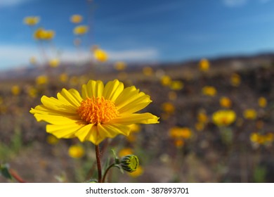 Desert Gold Sunflower, Death Valley National Park, California, Spring 2016