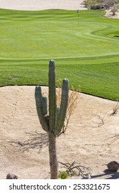 Desert Golf Course Green In Baja California