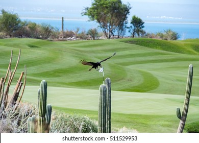 Desert Golf Course Green In Baja California