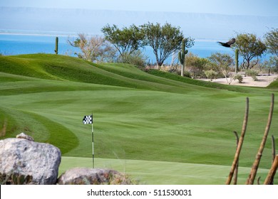 Desert Golf Course Green In Baja California