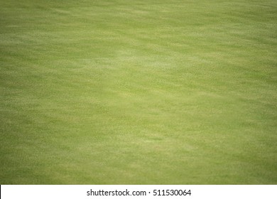 Desert Golf Course Green In Baja California