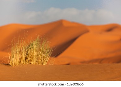 Desert Grass