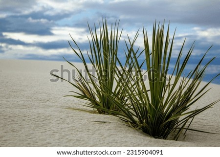 Desert grasses grow in the white sands of White Sands National Park, New Mexico.