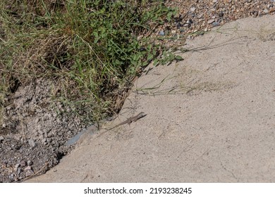 Desert Grassland Whiptail Lizard At The Organ Mountains-Desert Peaks National Monument Park, Near Las Cruces, New Mexico