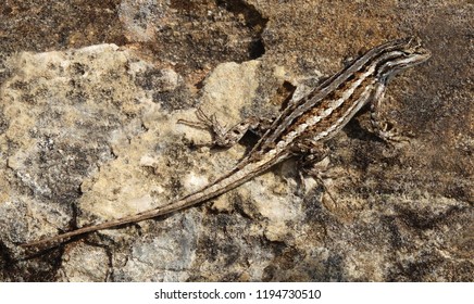 desert grassland whiptail lizard in valley of fire park, near carrizozo, new mexico 