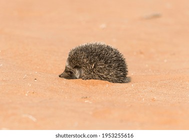 Desert Hedgehog Lying On Desert Sand