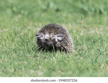 Desert Hedgehog Sitting On Green Grass