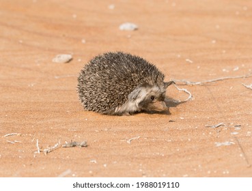 Desert Hedgehog Sitting On The Desert Sand