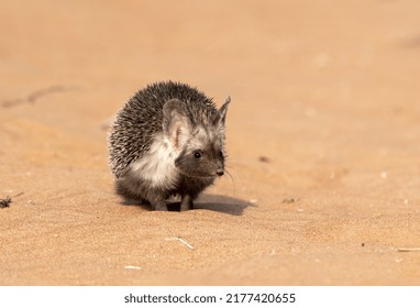 Desert Hedgehog Sitting On The Desert Sand