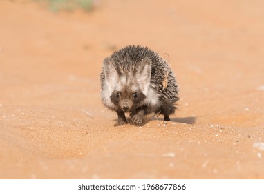 Desert Hedgehog Sleeping On The Desert Sand