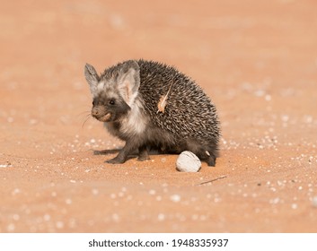 Desert Hedgehog Walking On Desert Sand