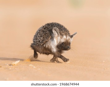 Desert Hedgehog Walking On Desert Sand