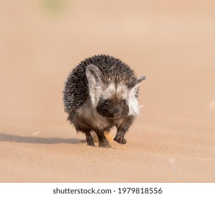 Desert Hedgehog Walking On Desert Sand