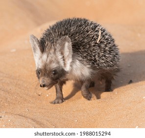 Desert Hedgehog Walking On The Desert Sand