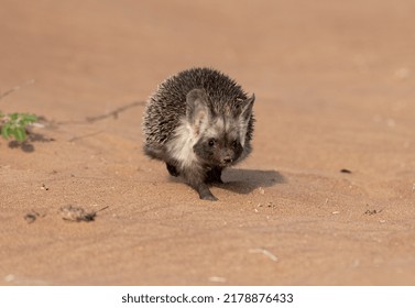 Desert Hedgehog Walking On The Desert Sand