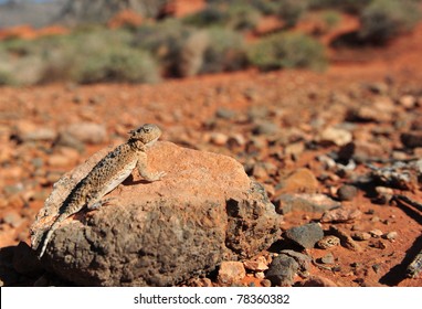 Desert Horned Lizard camouflaged on rock in desert, Valley of Fire National Park, Nevada, United States