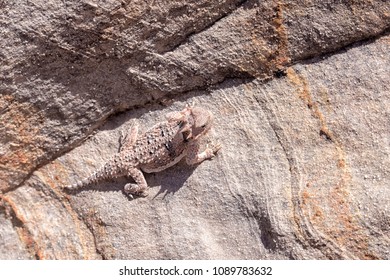 Desert Horned Lizard In Gold Butte National Monument, Nevada, USA.