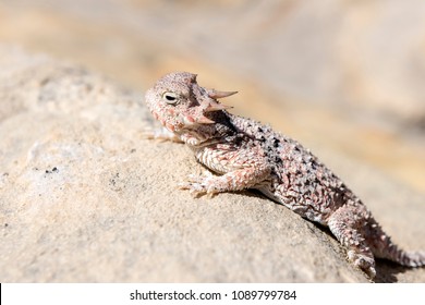 Desert Horned Lizard In Gold Butte National Monument, Nevada, USA.