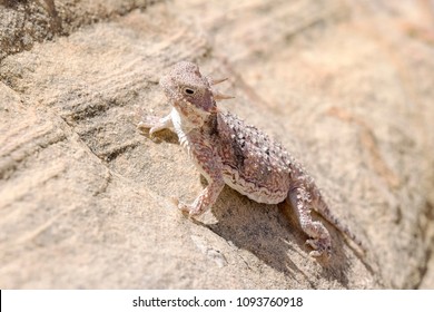 Desert Horned Lizard In Gold Butte National Monument, Nevada, USA.