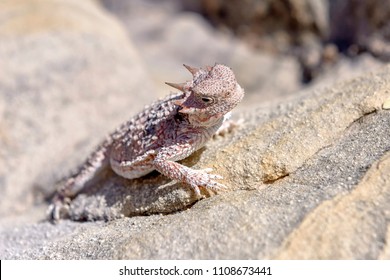 Desert Horned Lizard In Gold Butte National Monument, Nevada, USA.