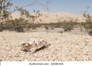 A desert horned lizard with the Kelso Dunes in the background.