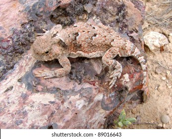 Desert Horned Lizard (Phrynosoma platyrhinos) - Utah, USA