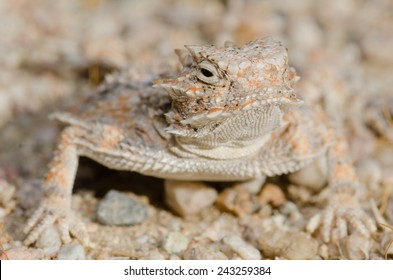 Desert Horned Lizard Gold Butte National Stock Photo (Edit Now) 1089799784