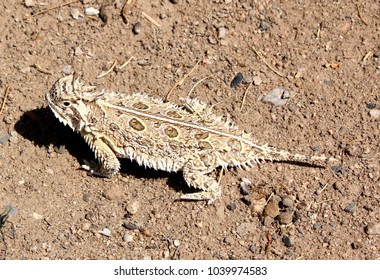 Desert Horned Toad