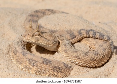 Desert Horned Viper Snake In Sand