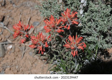 Desert Indian Paintbrush Castilleja Angustifolia