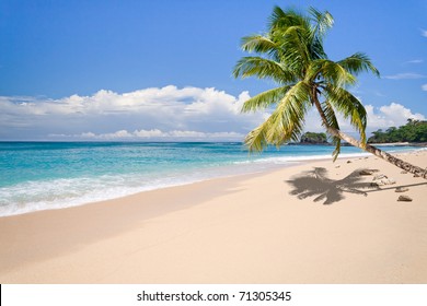 Desert Island With Palm Tree On The Beach