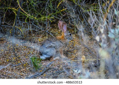 Desert Jack Rabbit